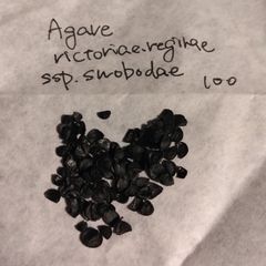 【種子100粒】アガベ・ビクトリアエレギナエ・スウォボダエ Agave victoriae-reginae ssp. swobodae