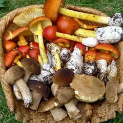 天然きのこ60　タマゴタケ、ヤマドリタケモドキ1kg