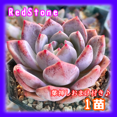 多肉植物　Red Stone　1苗