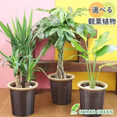 2026年最新】オーガスタ 観葉植物の人気アイテム - メルカリ