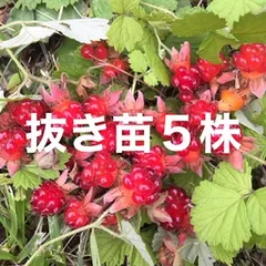 ★断捨離中✩ ★⭐︎レア⭐︎ピンク花　桜色　いちご苗　2苗　メルカリ便 ⭐︎レア⭐︎ピンク花 桜色 いちご苗 2苗 ネコポス - メルカリ