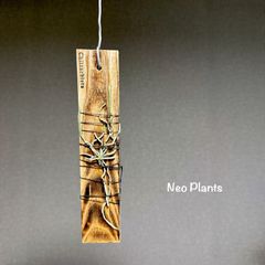 ✔️即購入◎【無葉蘭 キロスキスタ 三河スパイダー】送料無料！#着生蘭#着生植物