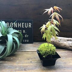 ポットごと　山モミジの苔玉♡可愛いミニサイズ♡観葉植物♡インテリア