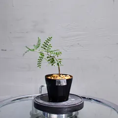 オペルクリカリア　パキプス　実生　パワータンク付　盆栽　美株　3年目　お買い得 オペルクリカリアパキプス パワータンク 根差し オペルクリ