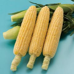 ＜野菜の種＞スイートコーン　味来３９０　とうもろこし　４０粒　小分け品