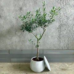 りんご♡オリーブエルグレコテラコッタ鉢植え 　soujuオリーブネバディロ りんご様専用♡オリーブエルグレコテラコッタ鉢植え souju