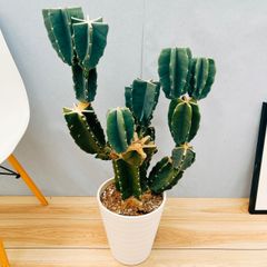 ［現品］☆人気☆  N2  柱サボテン　鬼面角  ブランチ　8号　観葉植物　室内　大型　多肉植物　かっこいい　ユニーク