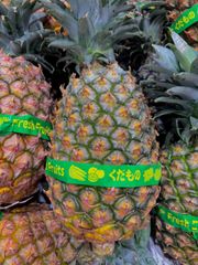 【出荷調整中】沖縄やんばる産 高級パイナップル『ゴールドバレル』2玉