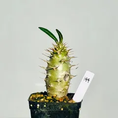 2025年最新】アンボンゲンセの人気アイテム - メルカリ