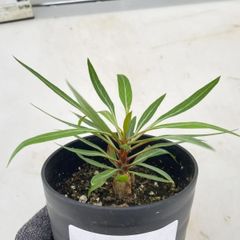 2835 「塊根植物」フォークイエリア プルプシー【実生・Fouquieria purpusii・葉落ちする】