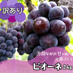 訳あり！岡山県産ピオーネ２キロ(３〜５房)　種なし　ぶどう　葡萄