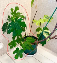 斑入りイチジク 斑入りイチジク