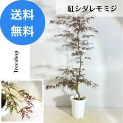 紅枝垂れモミジ 【送料無料】 シダレモミジ 21cmプラ鉢 高さ1.2ｍ 幅0.6ｍ 苗木 モミジ 枝垂れ 紅葉 紅葉する木 観葉植物 シンボルツリー