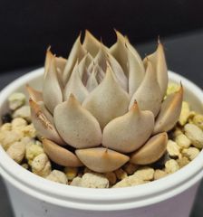 エケベリア 原種 トバレンシス トバー　その3  ケーレス実生苗  tobarensis ,Tobar  月曜or火曜日発送。
