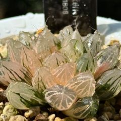 多肉植物 ハオルチア OB-1オブツーサ錦 変異系 鮮明錦 超美品 - メルカリ