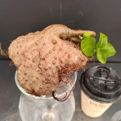 2025年最新】ヒドノフィツムの人気アイテム - メルカリ