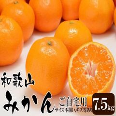 みかん 和歌山県産 訳あり みかん ミカン  7 . 5kg (傷あり サイズ不揃い ご自宅用)   ※発送開始予定日:10月中旬頃