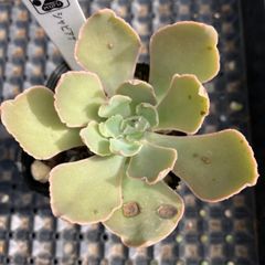 ケーレス実生 シャビアナペレグリナ 抜き苗 多肉植物 モフ多肉