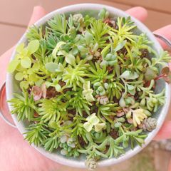 多肉植物 セダム パープルヘイズ カット苗 - メルカリ