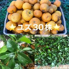 ⭐️⭐️柚子抜き苗30本⭐️⭐️本柚子の苗木　ゆず苗　ユズ苗