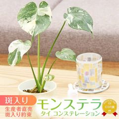 『斑入りモンステラ「タイ コンステレーション」』 2.5号ポット鉢 苗セット付き 植え替えDIYセット 支柱不要 水苔 肥料 受皿 保証書付 ミニモンステラ メリクローン苗 観葉植物 送料無料 おしゃれインテリア 入手困難 数量限定販売 転売不可