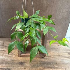 ホヤ ポリネウラ ① Hoya polyneura ホヤ フィッシュテール キョウチクトウ サクララン 桜蘭 観葉植物 観葉 植物 珍奇植物 つる性 ハンギングにおすすめ プレゼント 贈り物 人生の出発 人生の門出