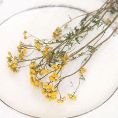 タンジー ドライフラワー （3～5本）