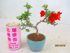 [讃岐屋緑兵衛] 小品盆栽 長寿梅 (42871均釉丸鉢)全高：19㎝ 宅配便発送