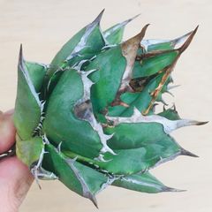 【高騰品種】1 イスラエルホリダ アガベ 極上強棘 丸葉ボールタイプ 特選 高騰品種】1 イスラエルホリダ アガベ 極上強棘 丸葉ボール