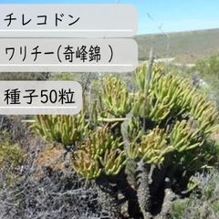 【種子】チレコドン・ワリチー（奇峰錦 ） 種子50粒
