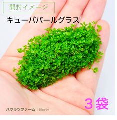 （３袋）（組織培養）キューバパールグラス