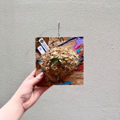 P. willinckii 'Jewel"sporeビカクシダ/"PaintBoard" 010