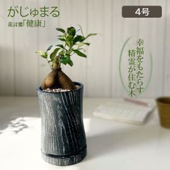ガジュマル 観葉植物 小さい ミニ フィカス 黒ロング陶器鉢 4号 ピンク石付 ソーサー付 がじゅまる ガジュマルの木 おしゃれ 母の日 誕生日 お祝い 送料無料