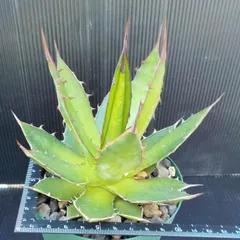 2024年最新】アガベ ホリダ（agave horrida ）の人気アイテム - メルカリ