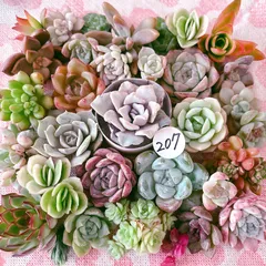 207 多肉植物寄せ植えセット