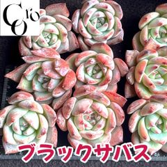 raulensisu 中(韓国苗) コロ多肉♬︎* 10月まで夏期休業します - メルカリShops