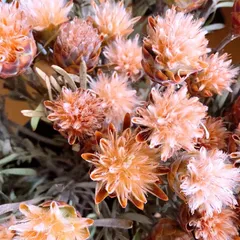 大きめサイズ❇️プルモサム❣️ドライフラワー 楽天市場】プルモサム ドライフラワー ワイルドフラワー 花材