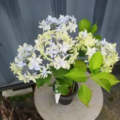 来年育成用アジサイ大栄花園4種➕レンブラント♡メルカリ便