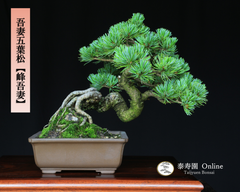 吾妻五葉松 八房品種【峰吾妻】ミネアヅマ 小品盆栽【泰寿園 Online】 現品 一点物 盆栽 松柏 室内 鑑賞 趣味 卓上盆栽 盆栽鉢 グリーン 和 ギフト プレゼント 贈答品 ミニ盆栽 誕生日 母の日 父の日 敬老の日 記念日 お祝い