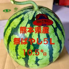 【産地直送・大玉すいか赤果肉・即日発送可】熊本県産　大玉スイカ　祭ばやし（5L:11㎏~）１玉　正規品　秀品　いつもより大きい玉お届けします