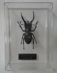 2026年最新】ディアゴスティーニ 世界の昆虫の人気アイテム - メルカリ