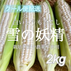 愛媛県産　石鎚名水育ち☆ 白いとうもろこし　"雪の妖精“ 2kg  ’
