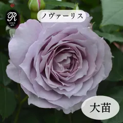 2026年最新】ノヴァーリス苗の人気アイテム - メルカリ