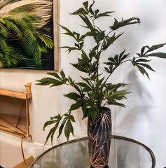 光触媒 人工観葉植物 マリファナ 草 大麻 CBD 高さ120センチ 特大