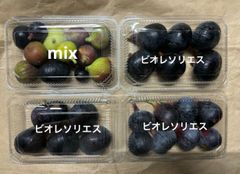 西洋いちじく　ビオレソリエス、ミックス　クール便