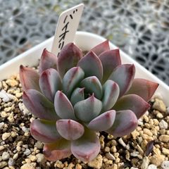 多肉植物 ☘️ バイオリーナ 抜き苗