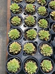 抜き苗 バラマリア単頭 MY18×18株 ふっくら 多肉植物 エケベリア サボテン 韓国苗 新入荷