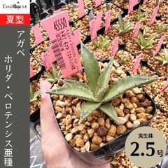 アガベ ホリダ ペロテンシス亜種 Agave horrida EQ1230 通販 実生 2.5号 リュウゼツラン 竜舌蘭 ドライガーデン メキシコ エリオクエスト