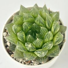 【多肉植物】ハオルチア・青雲の舞 Haworthia cooperi var.cooperi 噴翠