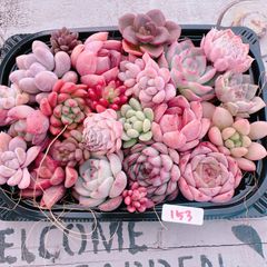 新春特別価格!!多肉植物寄せ植えset♡153♡+プレゼント付き